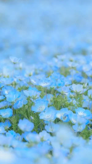 運気が上がる待ち受け ネモフィラのパステルブルーな絨毯。AndroidとiPhoneに対応した4K高画質の無料スマホ壁紙。三重県志摩市の志摩市観光農園で撮影したフリー写真素材