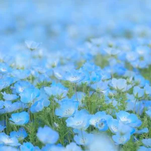 運気が上がる待ち受け ネモフィラのパステルブルーな絨毯。AndroidとiPhoneに対応した4K高画質の無料スマホ壁紙。三重県志摩市の志摩市観光農園で撮影したフリー写真素材