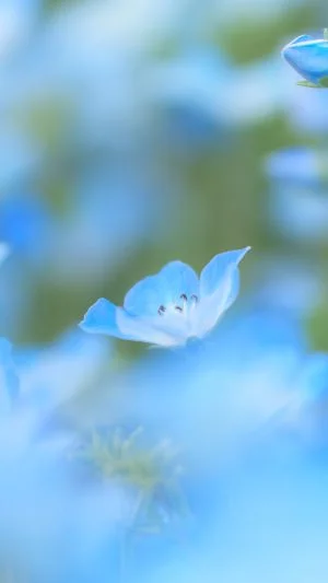 運気が上がる待ち受け 若草と青のネモフィラ。AndroidとiPhoneに対応した4K高画質の無料スマホ壁紙。三重県志摩市の志摩市観光農園で撮影したフリー写真素材