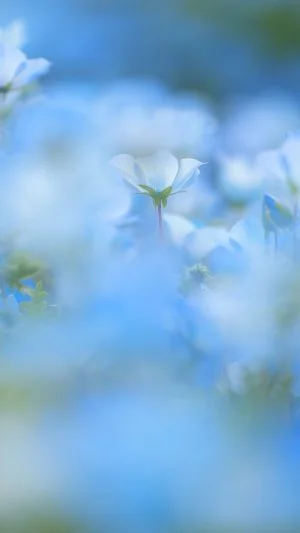 無料スマホ壁紙 青に包まれるネモフィラ。AndroidとiPhoneに対応した4K高画質の無料待ち受け画像。三重県志摩市の志摩市観光農園で撮影したフリー写真素材