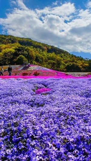 無料壁紙 彩り豊かな芝桜。PCとデスクトップ壁紙に最適な4K高画質の無料壁紙。三重県志摩市の志摩市観光農園で撮影したフリー写真素材