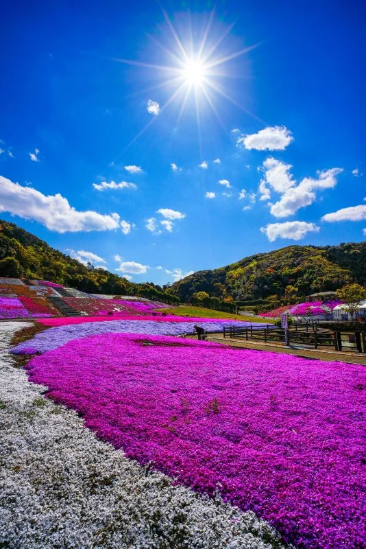 無料スマホ壁紙 志摩市観光農園の芝桜。AndroidとiPhoneに対応した4K高画質の無料待ち受け画像。三重県志摩市の志摩市観光農園で撮影したフリー写真素材