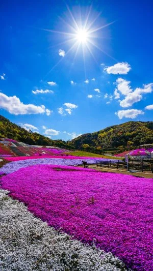 無料スマホ壁紙 志摩市観光農園の芝桜。AndroidとiPhoneに対応した4K高画質の無料待ち受け画像。三重県志摩市の志摩市観光農園で撮影したフリー写真素材