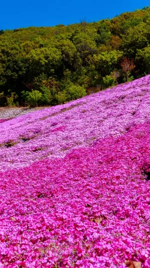 無料壁紙 美しい芝桜。PCとデスクトップ壁紙に最適な4K高画質の無料壁紙。三重県志摩市の志摩市観光農園で撮影したフリー写真素材