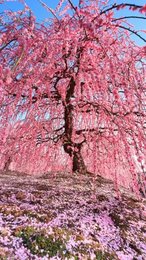 無料スマホ壁紙 梅の舞。AndroidとiPhoneに対応した4K高画質の無料待ち受け画像。三重県鈴鹿市の鈴鹿の森庭園で撮影したフリー写真素材