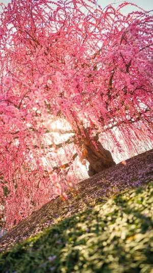 無料スマホ壁紙 光輝くしだれ梅。AndroidとiPhoneに対応した4K高画質の無料待ち受け画像。三重県鈴鹿市の鈴鹿の森庭園で撮影したフリー写真素材