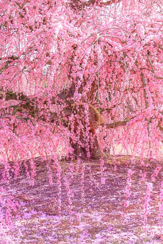 しだれ梅のシャンデリア