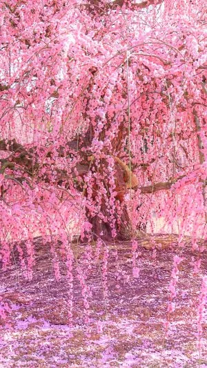 無料スマホ壁紙 しだれ梅のシャンデリア。AndroidとiPhoneに対応した4K高画質の無料待ち受け画像。三重県鈴鹿市の鈴鹿の森庭園で撮影したフリー写真素材