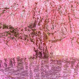 無料スマホ壁紙 しだれ梅のシャンデリア。AndroidとiPhoneに対応した4K高画質の無料待ち受け画像。三重県鈴鹿市の鈴鹿の森庭園で撮影したフリー写真素材