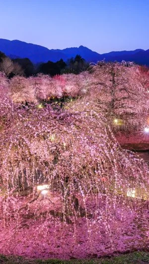 無料スマホ壁紙 梅ライトアップと夜空。AndroidとiPhoneに対応した4K高画質の無料待ち受け画像。三重県鈴鹿市の鈴鹿の森庭園で撮影したフリー写真素材