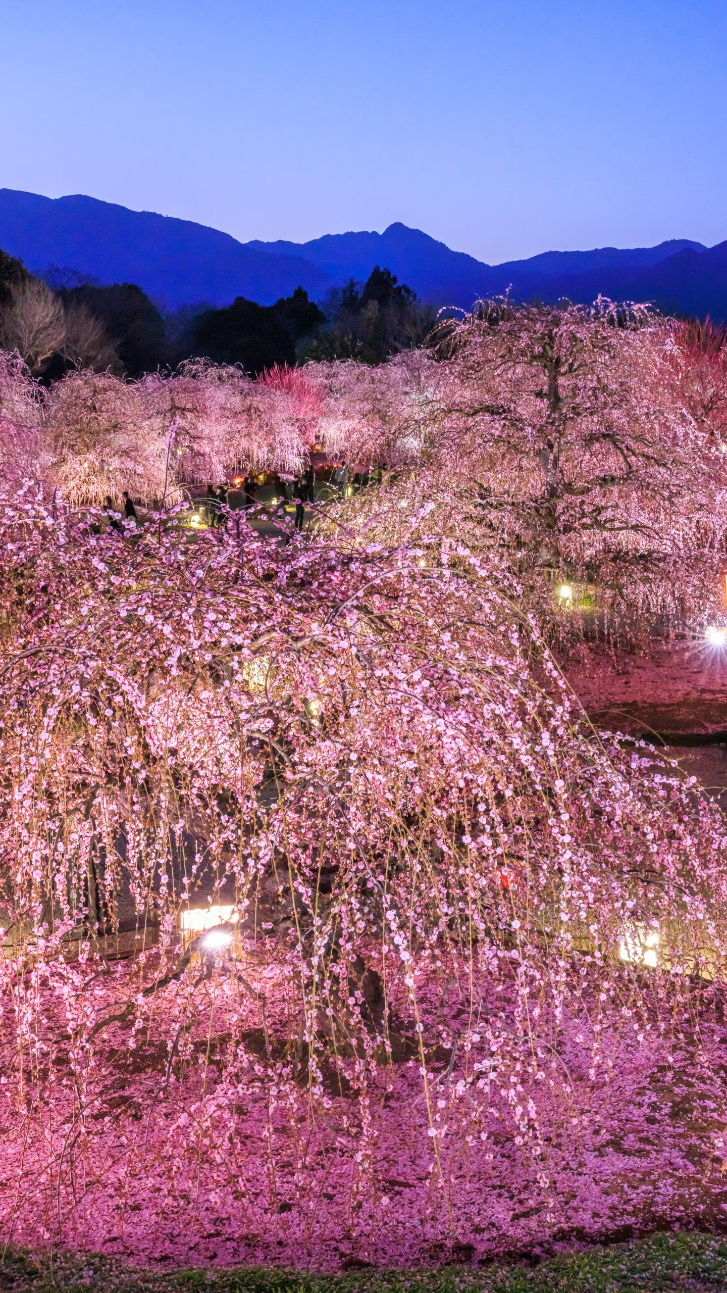 梅と三日月の風景高解像度写真　2Ｌ判4枚　と　Ｌ判写真4枚　8枚セート 無料スマホ壁紙 📱 梅ライトアップと夜空 | 鈴鹿の森庭園の写真 | 三重