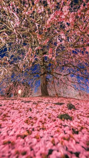 無料スマホ壁紙 梅のカーテンと絨毯。AndroidとiPhoneに対応した4K高画質の無料待ち受け画像。三重県鈴鹿市の鈴鹿の森庭園で撮影したフリー写真素材