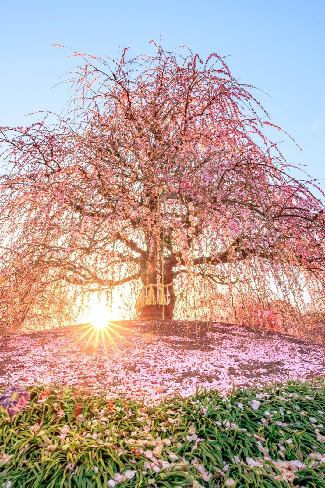 無料スマホ壁紙 龍の舞。AndroidとiPhoneに対応した4K高画質の無料待ち受け画像。三重県鈴鹿市の鈴鹿の森庭園で撮影したフリー写真素材