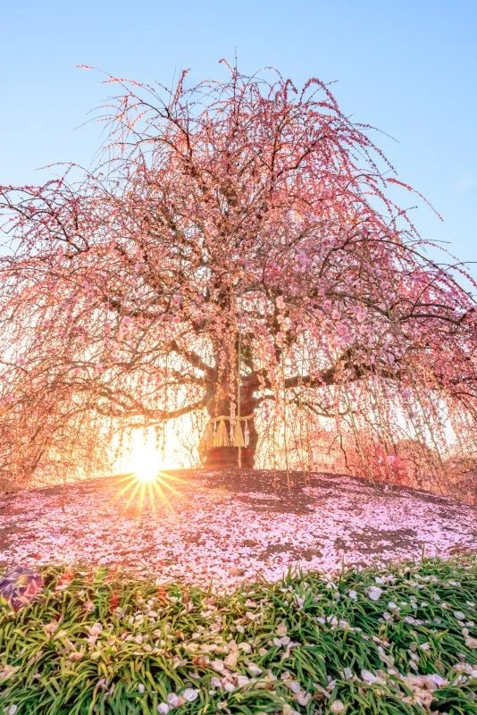 無料スマホ壁紙 龍の舞。AndroidとiPhoneに対応した4K高画質の無料待ち受け画像。三重県鈴鹿市の鈴鹿の森庭園で撮影したフリー写真素材