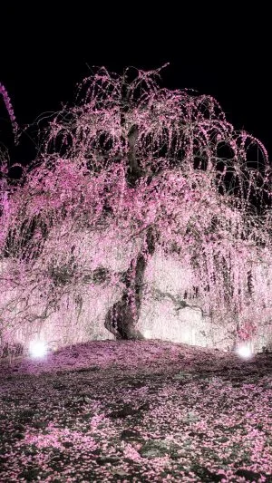 無料スマホ壁紙 夜空に輝く枝垂れ梅。AndroidとiPhoneに対応した4K高画質の無料待ち受け画像。三重県鈴鹿市の鈴鹿の森庭園で撮影したフリー写真素材