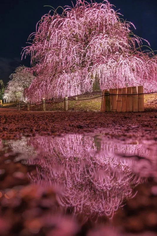 無料スマホ壁紙 水溜りに映る梅の絶景。AndroidとiPhoneに対応した4K高画質の無料待ち受け画像。三重県鈴鹿市の鈴鹿の森庭園で撮影したフリー写真素材