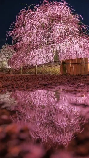 無料スマホ壁紙 水溜りに映る梅の絶景。AndroidとiPhoneに対応した4K高画質の無料待ち受け画像。三重県鈴鹿市の鈴鹿の森庭園で撮影したフリー写真素材