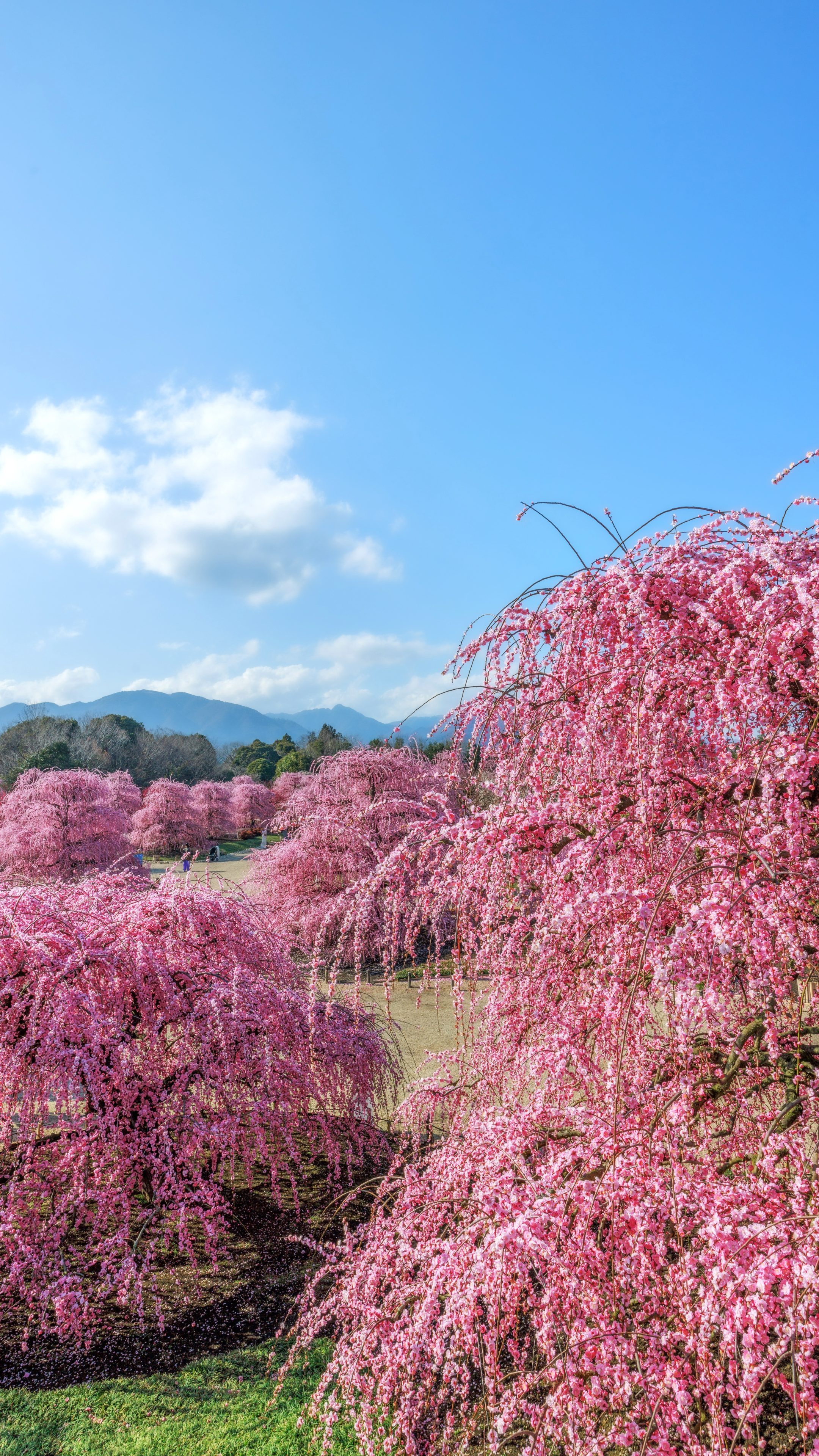 見晴台から眺める満開のしだれ梅(縦)(三重県鈴鹿市・鈴鹿の森庭園)