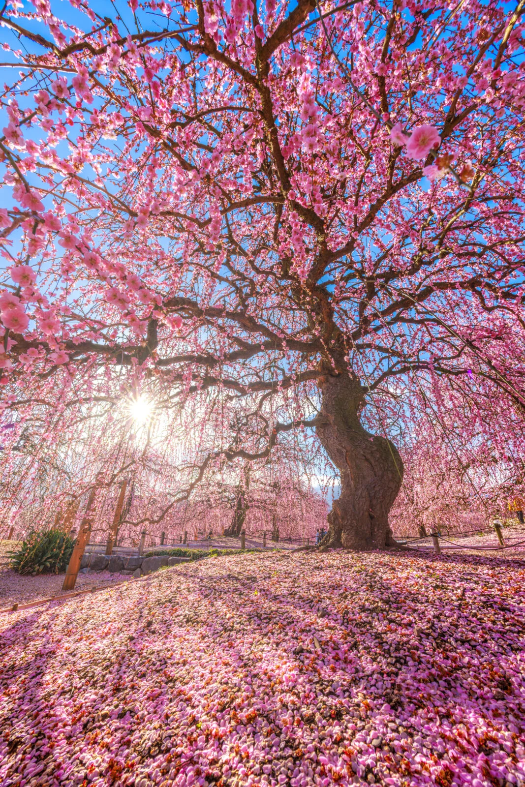 運気が上がる待ち受け まるで桃源郷のような梅の楽園。AndroidとiPhoneに対応した4K高画質の無料スマホ壁紙。三重県鈴鹿市の鈴鹿の森庭園で撮影したフリー写真素材