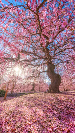 運気が上がる待ち受け まるで桃源郷のような梅の楽園。AndroidとiPhoneに対応した4K高画質の無料スマホ壁紙。三重県鈴鹿市の鈴鹿の森庭園で撮影したフリー写真素材