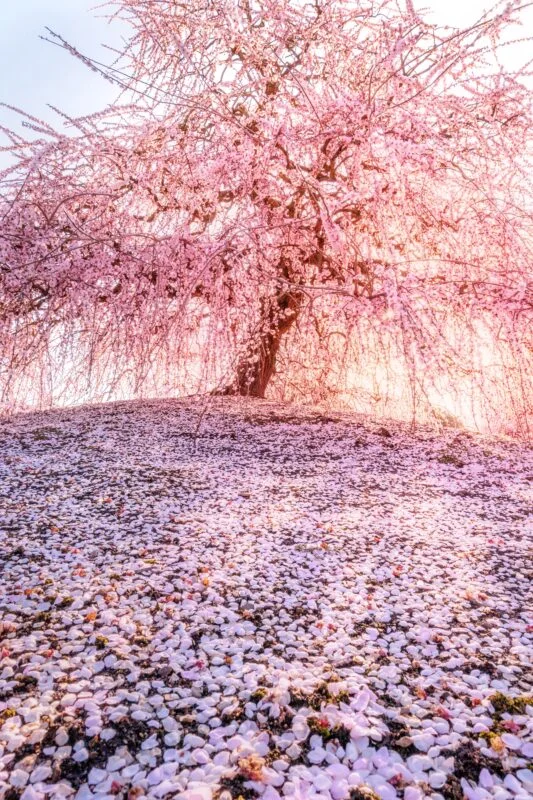 無料スマホ壁紙 西陽が神々しい梅の巨樹と梅の絨毯。AndroidとiPhoneに対応した4K高画質の無料待ち受け画像。三重県鈴鹿市の鈴鹿の森庭園で撮影したフリー写真素材