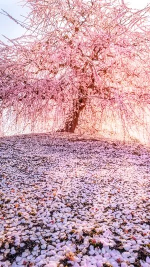 無料スマホ壁紙 西陽が神々しい梅の巨樹と梅の絨毯。AndroidとiPhoneに対応した4K高画質の無料待ち受け画像。三重県鈴鹿市の鈴鹿の森庭園で撮影したフリー写真素材