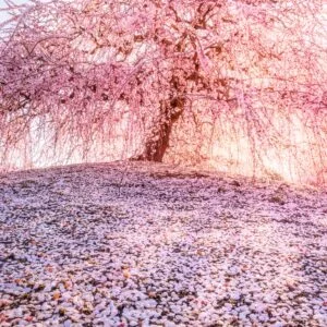 無料スマホ壁紙 西陽が神々しい梅の巨樹と梅の絨毯。AndroidとiPhoneに対応した4K高画質の無料待ち受け画像。三重県鈴鹿市の鈴鹿の森庭園で撮影したフリー写真素材