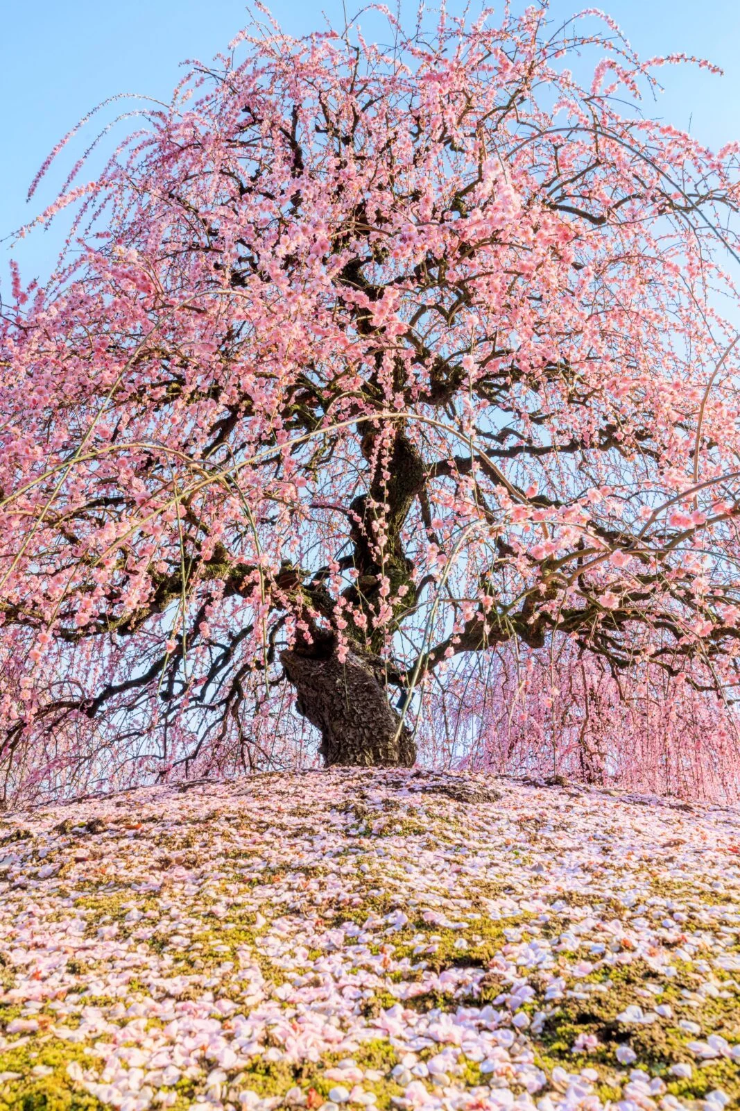 無料スマホ壁紙 青空と梅の巨樹と梅の絨毯。AndroidとiPhoneに対応した4K高画質の無料待ち受け画像。三重県鈴鹿市の鈴鹿の森庭園で撮影したフリー写真素材