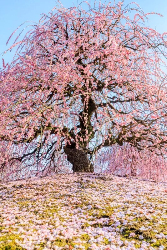 無料スマホ壁紙 青空と梅の巨樹と梅の絨毯。AndroidとiPhoneに対応した4K高画質の無料待ち受け画像。三重県鈴鹿市の鈴鹿の森庭園で撮影したフリー写真素材
