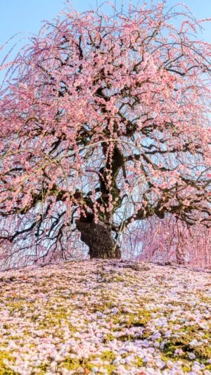 無料スマホ壁紙 青空と梅の巨樹と梅の絨毯。AndroidとiPhoneに対応した4K高画質の無料待ち受け画像。三重県鈴鹿市の鈴鹿の森庭園で撮影したフリー写真素材