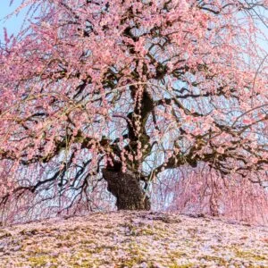 無料スマホ壁紙 青空と梅の巨樹と梅の絨毯。AndroidとiPhoneに対応した4K高画質の無料待ち受け画像。三重県鈴鹿市の鈴鹿の森庭園で撮影したフリー写真素材