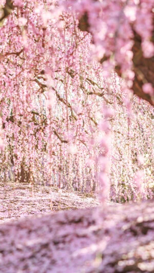 無料壁紙 梅のシャンデリアが続く絶景。PCとデスクトップ壁紙に最適な4K高画質の無料壁紙。三重県鈴鹿市の鈴鹿の森庭園で撮影したフリー写真素材