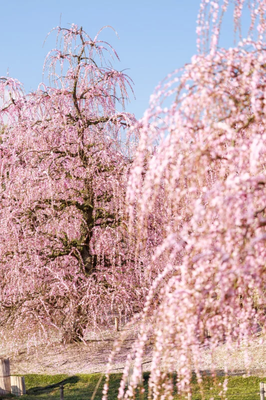 無料スマホ壁紙 梅の巨樹が並ぶ光景。AndroidとiPhoneに対応した4K高画質の無料待ち受け画像。三重県鈴鹿市の鈴鹿の森庭園で撮影したフリー写真素材