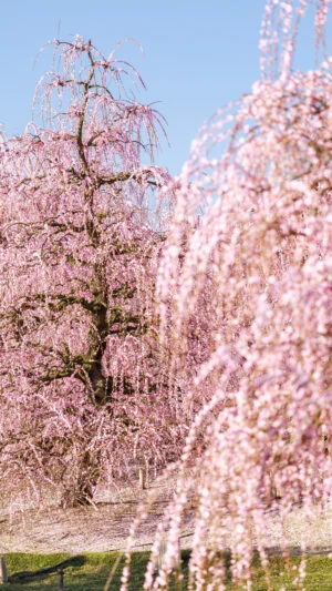 無料スマホ壁紙 梅の巨樹が並ぶ光景。AndroidとiPhoneに対応した4K高画質の無料待ち受け画像。三重県鈴鹿市の鈴鹿の森庭園で撮影したフリー写真素材