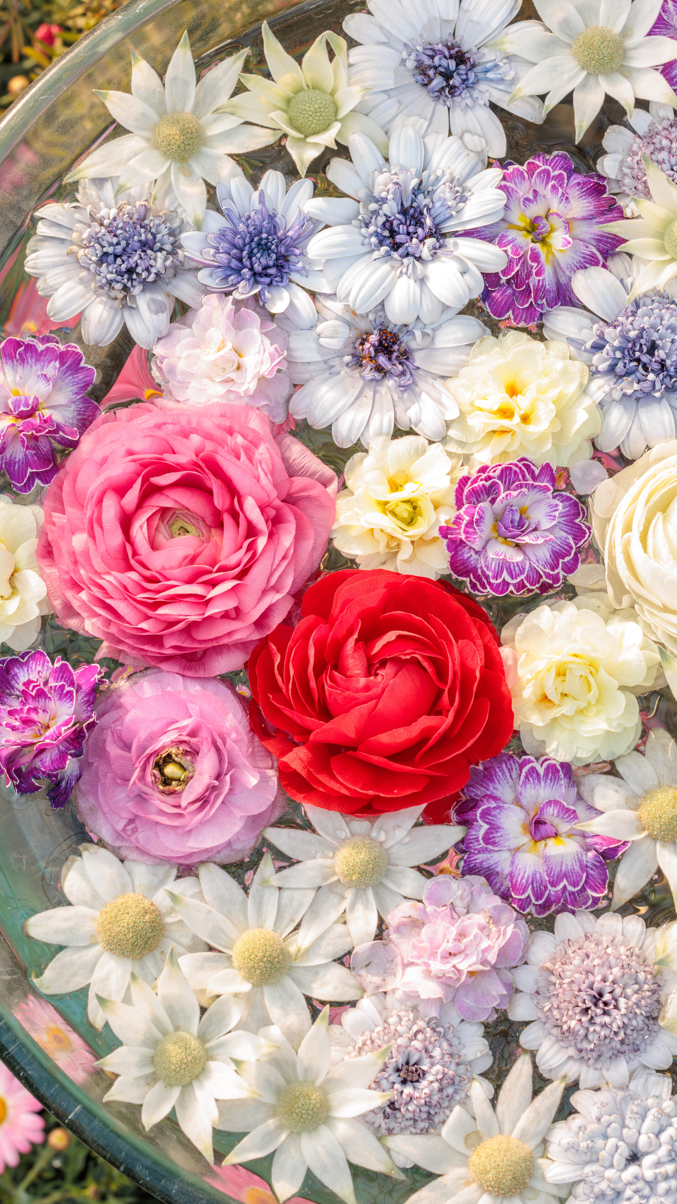 運気が上がる待ち受け おしゃれなバラの花手水。AndroidとiPhoneに対応した4K高画質の無料スマホ壁紙。三重県鈴鹿市の鈴鹿の森庭園で撮影したフリー写真素材