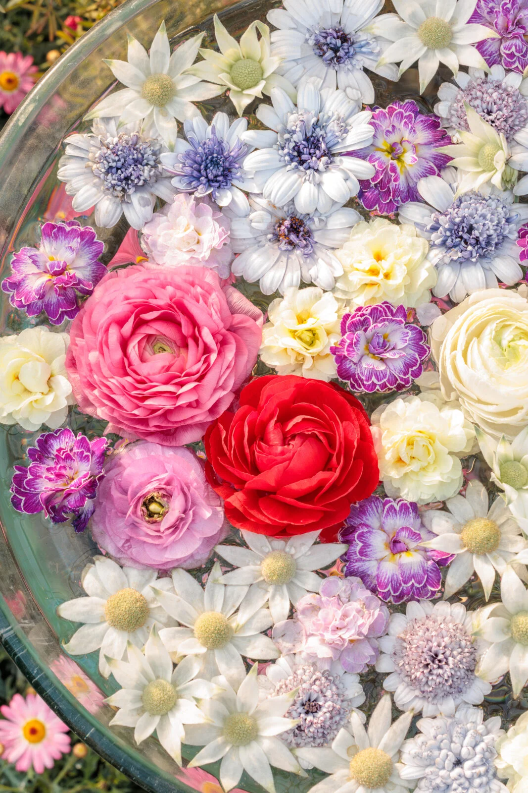 無料スマホ壁紙 おしゃれなバラの花手水。AndroidとiPhoneに対応した4K高画質の無料待ち受け画像。三重県鈴鹿市の鈴鹿の森庭園で撮影したフリー写真素材