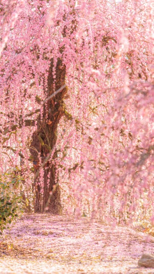 無料スマホ壁紙 549A7115。AndroidとiPhoneに対応した4K高画質の無料待ち受け画像。三重県鈴鹿市の鈴鹿の森庭園で撮影したフリー写真素材