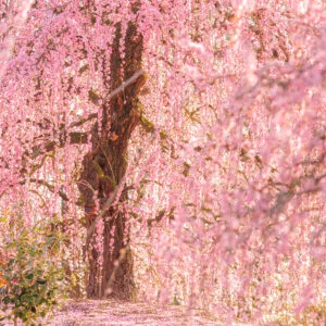 無料スマホ壁紙 柔らかい光が降り注ぐ梅の絶景。AndroidとiPhoneに対応した4K高画質の無料待ち受け画像。三重県鈴鹿市の鈴鹿の森庭園で撮影したフリー写真素材