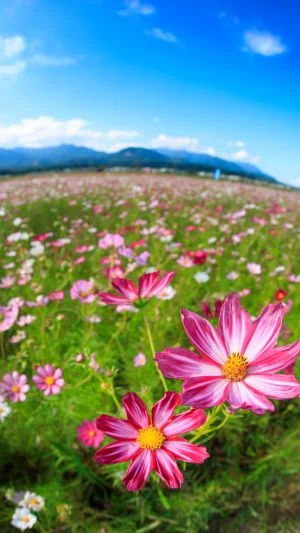 無料スマホ壁紙 鈴鹿山脈とコスモス。AndroidとiPhoneに対応した4K高画質の無料待ち受け画像。三重県菰野町の田光のコスモス畑で撮影したフリー写真素材