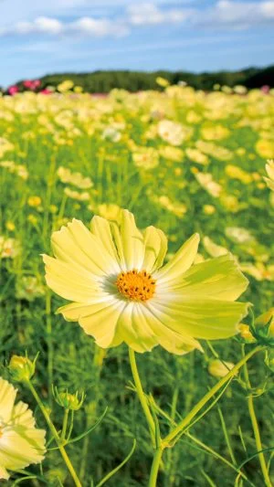 運気が上がる待ち受け 幸せを呼ぶ黄色いコスモス。AndroidとiPhoneに対応した4K高画質の無料スマホ壁紙。三重県菰野町の田光のコスモス畑で撮影したフリー写真素材