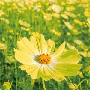 運気が上がる待ち受け 幸せを呼ぶ黄色いコスモス。AndroidとiPhoneに対応した4K高画質の無料スマホ壁紙。三重県菰野町の田光のコスモス畑で撮影したフリー写真素材