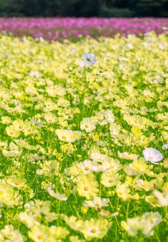 開運の黄色いコスモス畑（三重県菰野町・田光のコスモス畑）