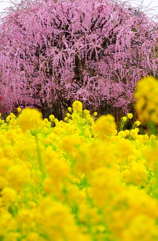 無料スマホ壁紙 しだれ梅と菜の花。AndroidとiPhoneに対応した4K高画質の無料待ち受け画像。三重県松阪市の田口梅林園で撮影したフリー写真素材