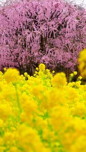 無料スマホ壁紙 しだれ梅と菜の花。AndroidとiPhoneに対応した4K高画質の無料待ち受け画像。三重県松阪市の田口梅林園で撮影したフリー写真素材