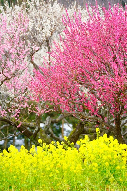 無料スマホ壁紙 紅梅・白梅・菜の花の共演。AndroidとiPhoneに対応した4K高画質の無料待ち受け画像。三重県松阪市の田口梅林園で撮影したフリー写真素材