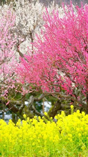 無料スマホ壁紙 紅梅・白梅・菜の花の共演。AndroidとiPhoneに対応した4K高画質の無料待ち受け画像。三重県松阪市の田口梅林園で撮影したフリー写真素材