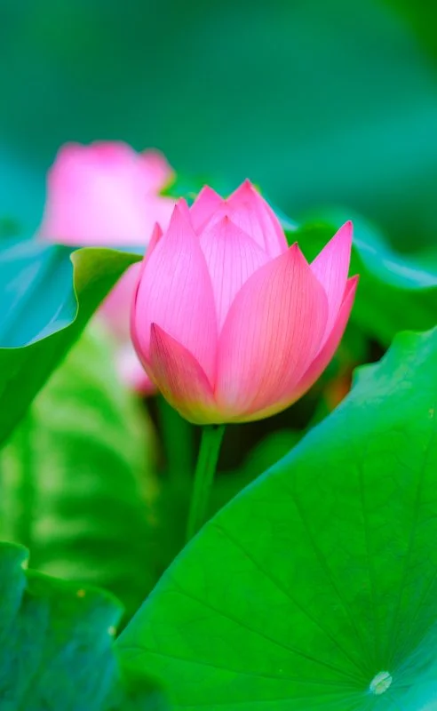 無料スマホ壁紙 色鮮やかな蓮。AndroidとiPhoneに対応した4K高画質の無料待ち受け画像。三重県津市の高田本山専修寺で撮影したフリー写真素材