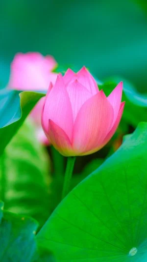 無料スマホ壁紙 色鮮やかな蓮。AndroidとiPhoneに対応した4K高画質の無料待ち受け画像。三重県津市の高田本山専修寺で撮影したフリー写真素材