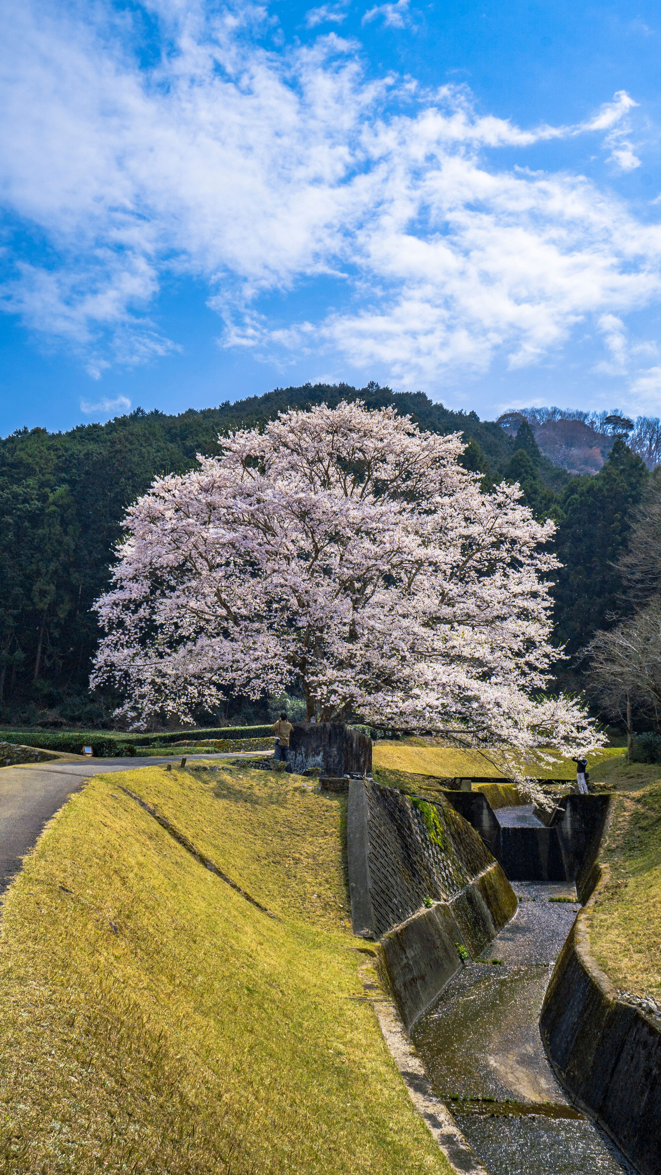 無料スマホ壁紙 春の空と薄墨桜。AndroidとiPhoneに対応した4K高画質の無料待ち受け画像。三重県津市の竹原の淡墨桜(薄墨桜)で撮影したフリー写真素材