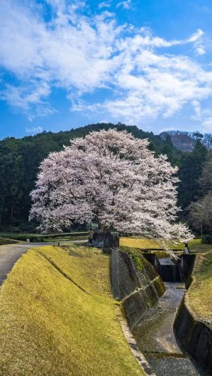 無料スマホ壁紙 春の空と薄墨桜。AndroidとiPhoneに対応した4K高画質の無料待ち受け画像。三重県津市の竹原の淡墨桜（薄墨桜）で撮影したフリー写真素材